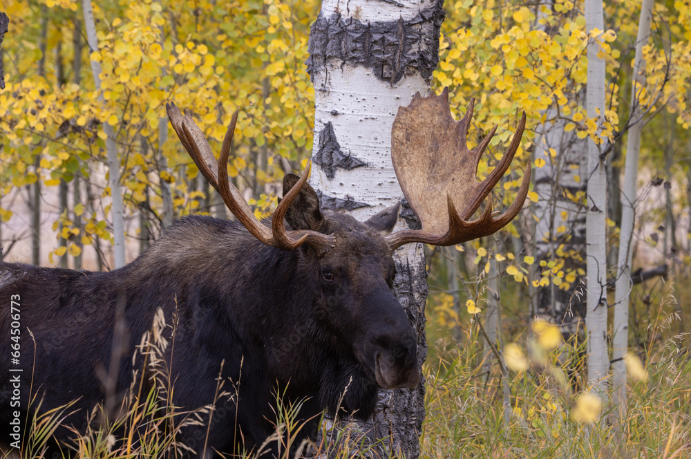 Bull Moose in Autumn in the Rut in Wyoming Bull Moose in Autumn in the Rut in Wyoming