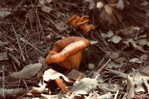 Orange mushroom growing in the middle of the autumn forest. 