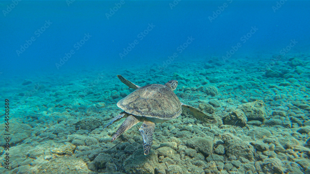 Naklejka premium Caretta caretta sea turtle swimming underwater in the Mediterranean Sea by the Turkish coast 