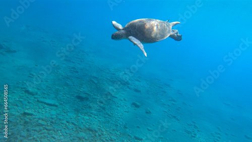 Caretta caretta sea turtle swimming underwater in the Mediterranean Sea by the Turkish coast  © Pablo