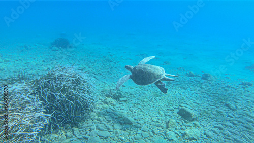 Caretta caretta sea turtle swimming underwater in the Mediterranean Sea by the Turkish coast 