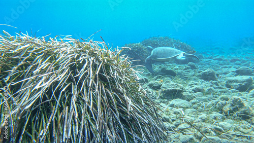 Loggerhead sea turtle (Caretta caretta) swimming among posidonia sea weed in the Mediterranean Sea