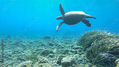 Loggerhead sea turtle (Caretta caretta) swimming among posidonia sea weed in the Mediterranean Sea © Pablo