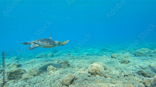 Caretta caretta sea turtle swimming underwater in the Mediterranean Sea by the Turkish coast 