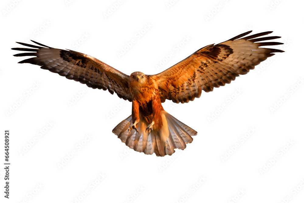 Obraz premium Flying bird of prey. Isolated image. White background.