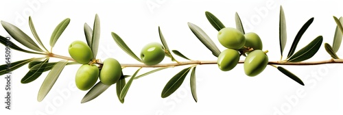 Olive tree branch, green olives and leaves on white background.