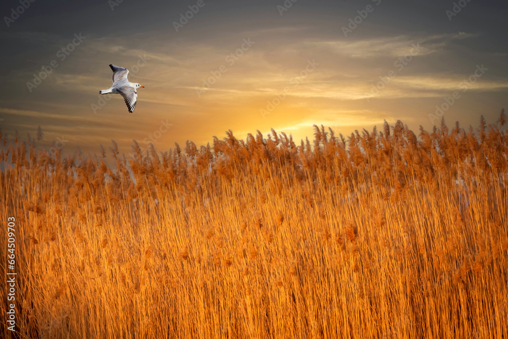 Fototapeta premium A bird flying in a quiet and serene landscape. 
