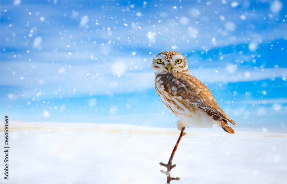 Fototapeta premium winter and owl. Winter nature background. Little Owl.