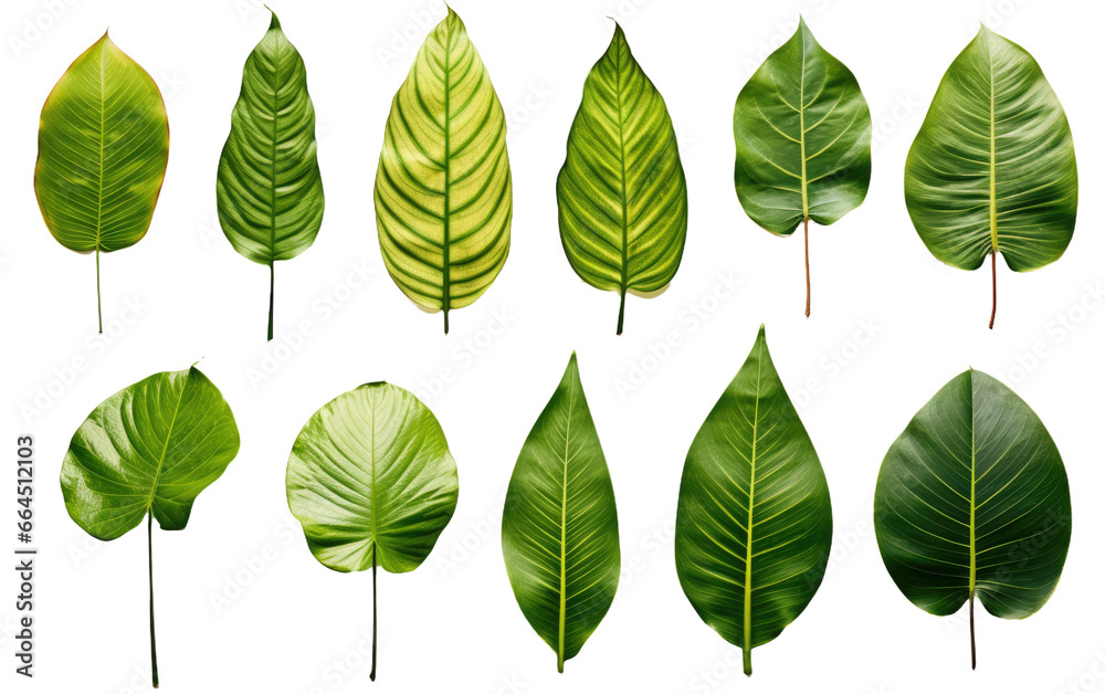 Dazzling Different Tropical Green Leaves Isolated on Transparent Background PNG. - obrazy, fototapety, plakaty 