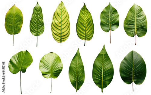 Dazzling Different Tropical Green Leaves Isolated on Transparent Background PNG. photo