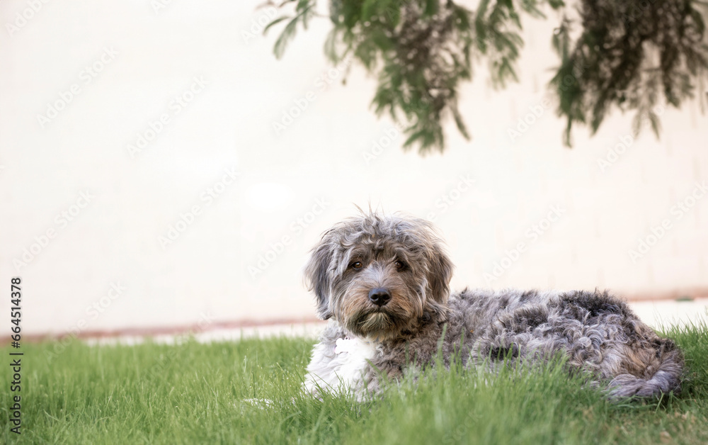 Dog laying on the grass