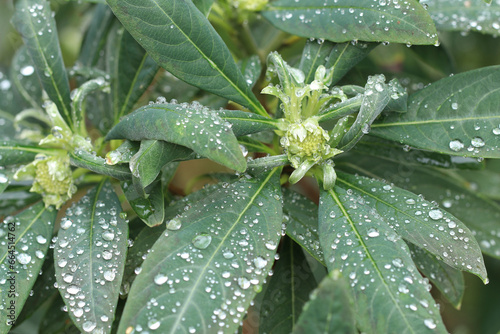 Edgeworthia chrysantha o Bastone di San Giuseppe fiorito in ottobre.