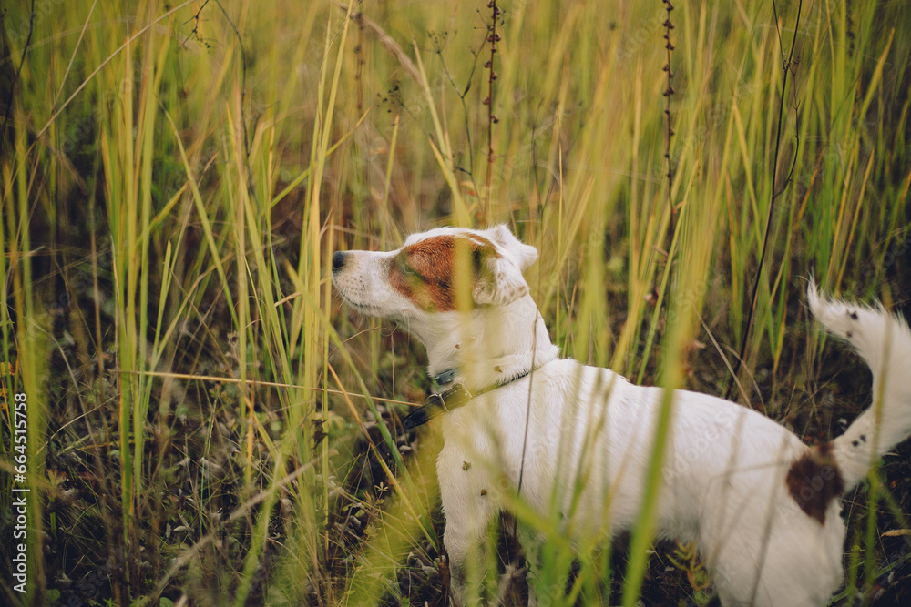 the Jack Russell Terrier dog stands among the tall green grass. Autumn, cloudy weather the Jack Russell Terrier dog stands among the tall green grass. Autumn, cloudy weather