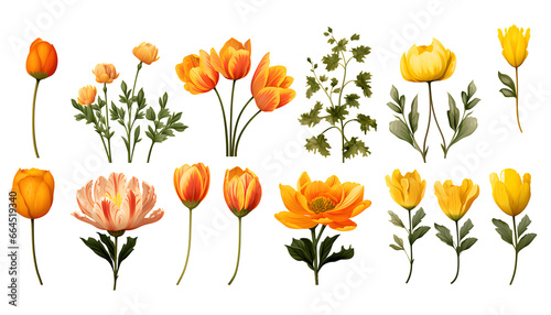 Sets of beautiful Japanese flowers and nature elements, set of various types of Hasu, Yellow Tulip, Red Tulip, Camellia isolated on white background