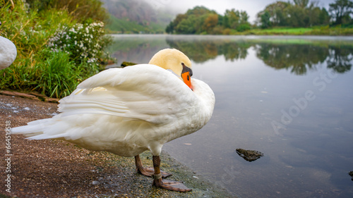 Schwan an der Mosel photo