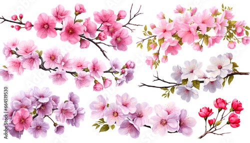 Beautiful Japanese flowers and nature elements, set of various types of Sakura and Kiku, Ume, Ayame (Iris) isolated on white background