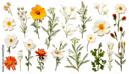 Beautiful Spanish flowers and nature elements, set of various types of Rockrose and Spanish Marguerite, Narcissus Papyraceus, Spanish Dagger isolated on white background 