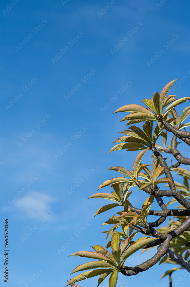 Tropical Green Plumeria Leaves Under Blue Sky in Waikiki, Hawaii.