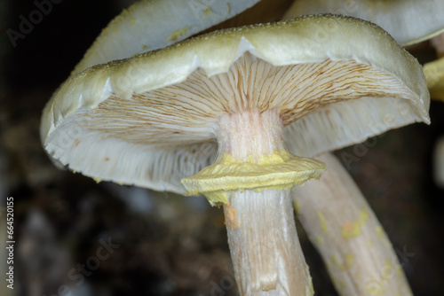 Bottom close-up of a mushroom cap.