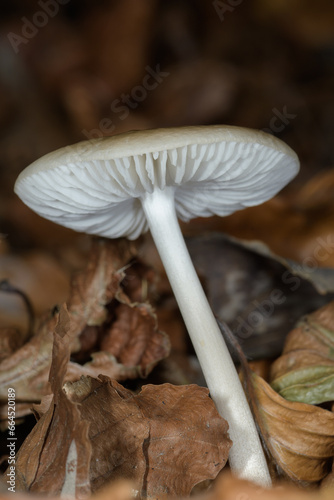 Frontal close-up of a small mushroom in a beech tree