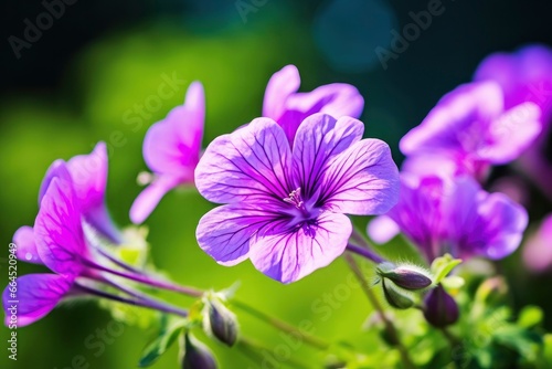 Geranium wilfordii flower. photo