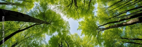 Looking up at the green tops of trees.