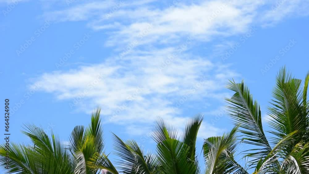 Palm trees sway in the wind against a blue sky with clouds. A tropical forest. FullHD footage Palm trees sway in the wind against a blue sky with clouds. A tropical forest. FullHD footage