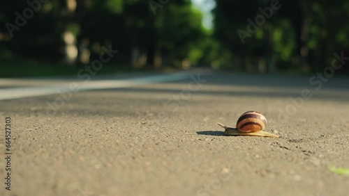 Small snail slowly crawls on sidewalk. Crustacean land animal with shell crossing the pavement, cute mollusk moving across the road