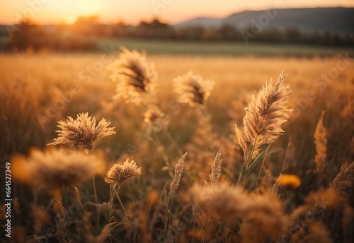 Abstract autumn field landscape at sunset with soft focus. dry ears of grass in the meadow flower