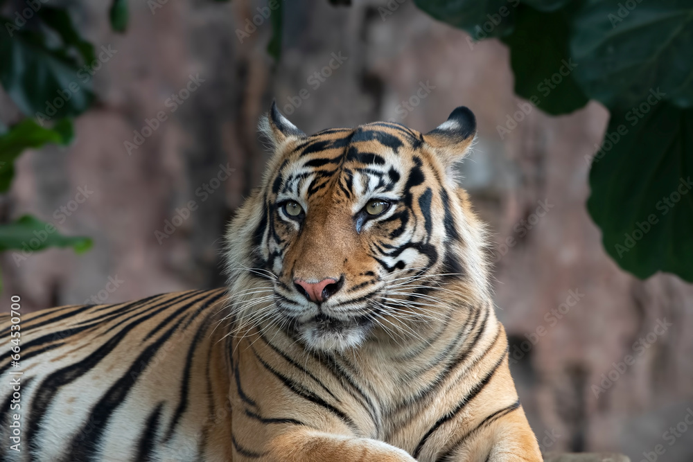 Fototapeta premium Close-up photo of a tiger 