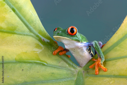 Red eyed tree frog on a leaf