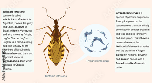 Triatoma infestans known as winchuka,vinchuca,barbeiro,chipo,kissing bug or barber bug vector of Trypanosoma cruzi parasitic euglenoids causes Chagas disease ,dourine ,surra,brucellosis-like disease .