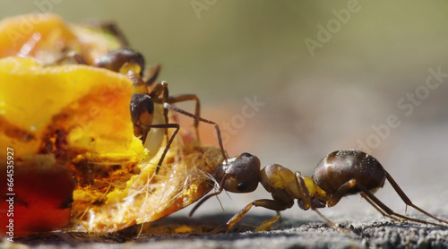 ants © Serhii