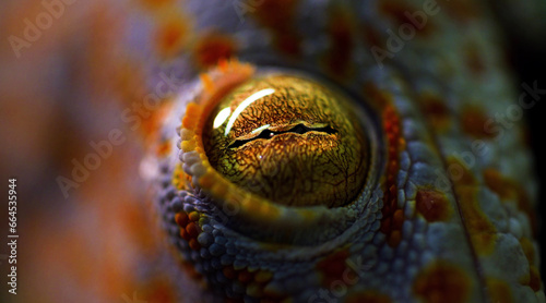 lizard © Serhii