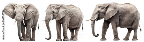Set of elephants cut out photo