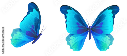 Blue butterfly Morpho didius with wings spread top view and side view. Tropical insect. Vector illustration