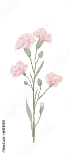 Watercolor pink carnation flower isolated on white background