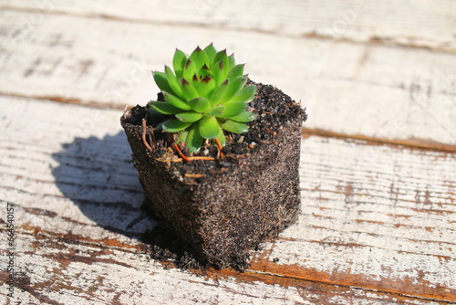 rojnik Sempervivum reinhard photo