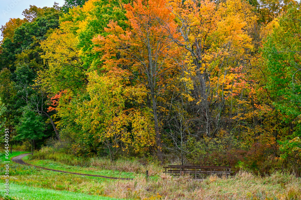 Fototapeta premium autumn trees in the park