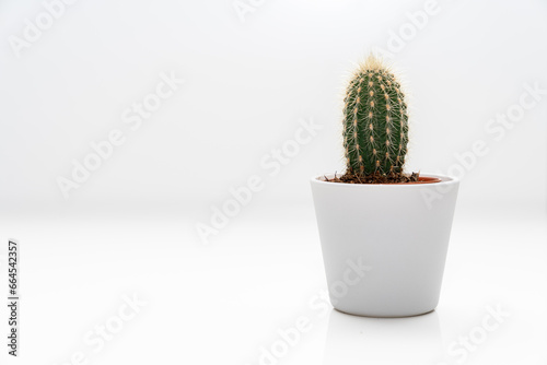 Wunderbarer Kaktus im Studio vor weissen Hintergrund