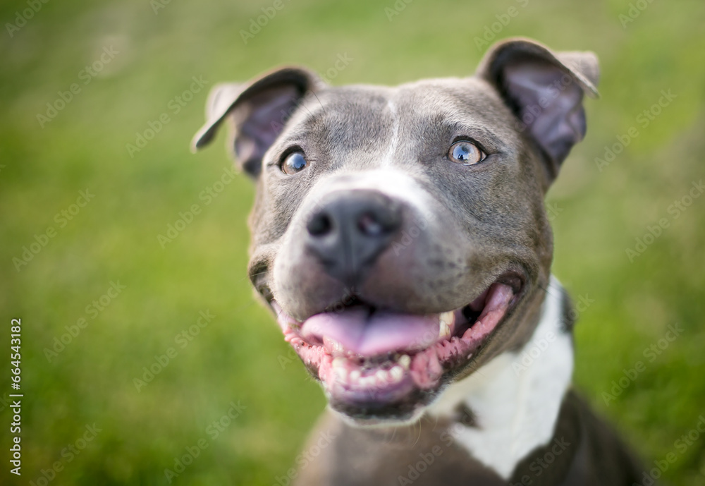 A friendly Pit Bull Terrier mixed breed dog with a happy expression
