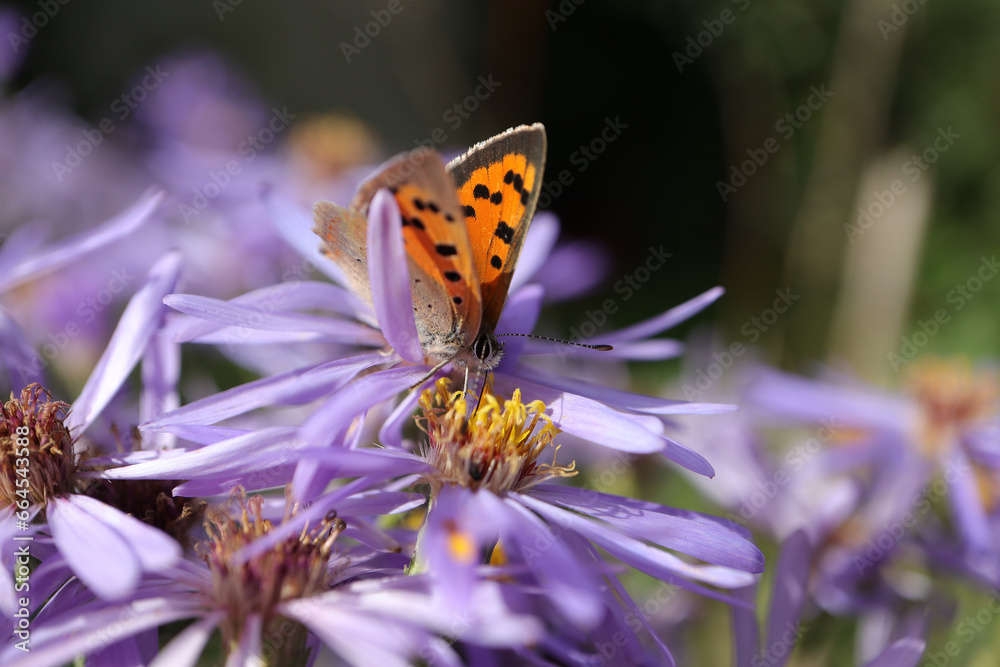 Obraz premium Cuivré commun --- Bronzé (Lycaena phlaeas) Lycaena phlaeas on an unidentified flower or plant