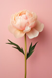 Single peony flower on pastel pink background