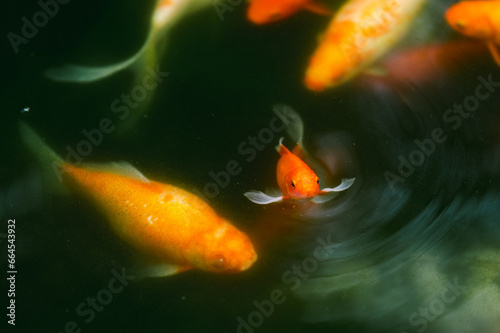 goldfish in the water