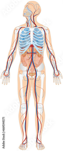 Grafik der Anatomie des Menschen - Verdauungsorgane, Atmungsorgane, Skelett und Blutgefäße Blutgefäßsystem mit Herz - Lungenkreislauf und Körperkreislauf
