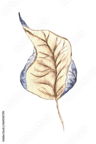 Dried leaf watercolor illustration.