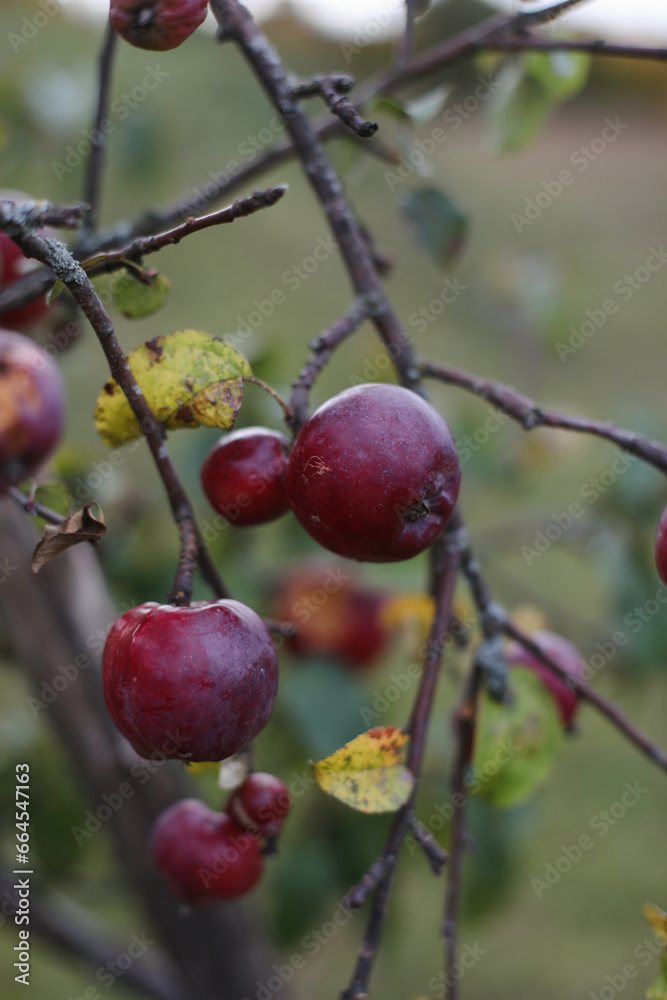 Apple hanging on the branch in the apple orchad during autum. Big red delicious apple on a tree branch in the fruit garden at Fall Harvest. Autumn cloudy day, soft shadow. Apple hanging on the branch in the apple orchad during autum. Big red delicious apple on a tree branch in the fruit garden at Fall Harvest. Autumn cloudy day, soft shadow.