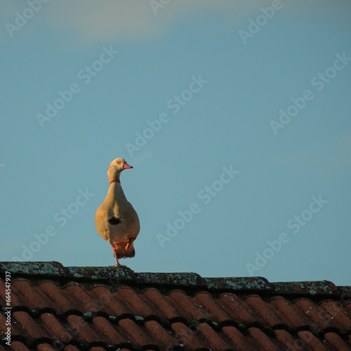Egyptian goose bird is standing with one feet  on german house roof