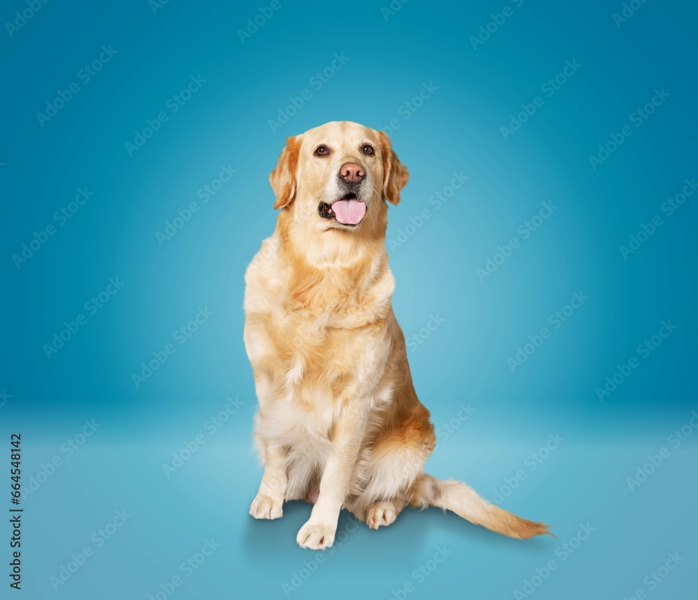 Beautiful cute domestic dog posing