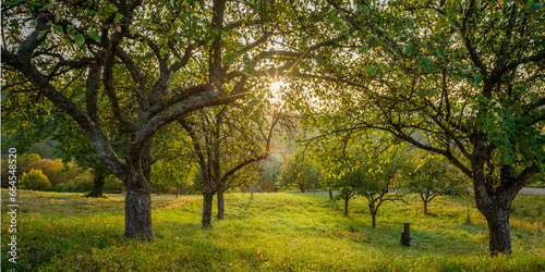 Orchard with fruit trees in sunrise with sunbeams landscape scene